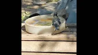 Большая синица купается