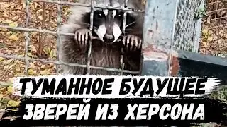 Енот из Херсона Что ждет животных в парке Тайган с Олегом Зубковым