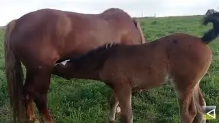 Лошади ЖЕРЕБЯТА лето благодать