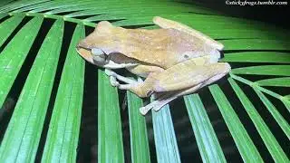 Hanging Out With Friends at the Frog Pond at Kubah National Park, Borneo!