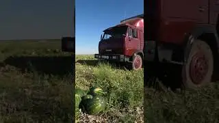 Соль-Илецкий арбуз 🍉🚛