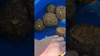 кормим рыбу шарами #рыбалка #fishing #флэтфидер #carpfishing #ловлякарпа #flatfeeder #ловлякарася