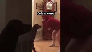 Собака сигма dog sigma 