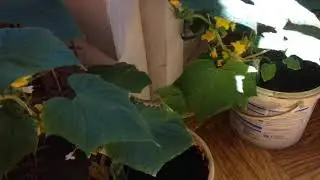 Выращивание 🥒 и 🍅 на балконе!