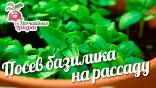 Посев базилика на рассаду 