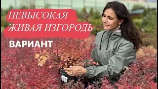 Кустарник для живой изгороди! Живая изгородь из спиреи!