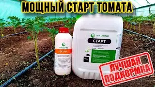 Мощный Старт Рассады Томата, в Закрытом Грунте