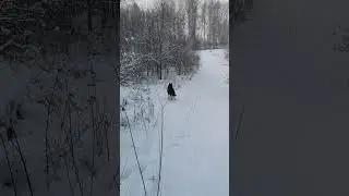 Канадский волк - гибрид. царь горы :)