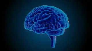 Blue Brains | Motion Graphics - Videohive template