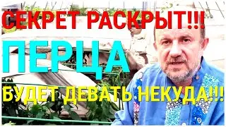 ПЕРЦЫ для огромного урожая ВЫРАЩИВАЙТЕ ТОЛЬКО ТАК! Болеют перцы, как им помочь Поделись со всеми!!!