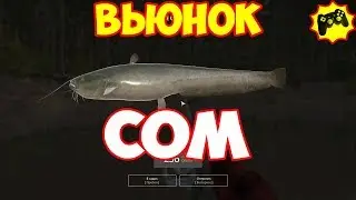 Сом на реке Вьюнок русская рыбалка 4 рр4 Алексей Майоров