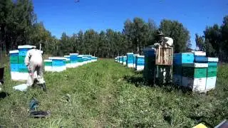 Пасека Матюшкиных снимает магазины с медом в Юргинском районе Кемеровской области