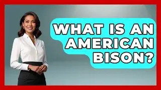 What Is An American Bison? - The Wild Life Explorer