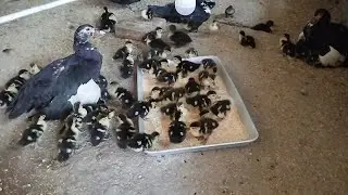 Idigutka jojalari sotiladi +9989423Ikromjon