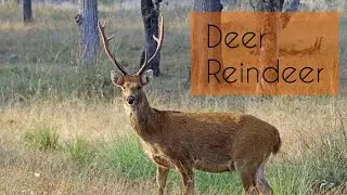 Deer and Reindeer | Fawns | Statue Of Unity | Sardar Vallabh Bhai Patel