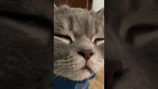 Дотакот (полная версия)