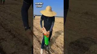 Planting Corn Seeds After Harvest Whead 