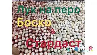 Лук на перо