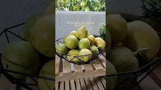 Cara Menyimpan Buah Lemon Tanpa Kulkas #shorts
