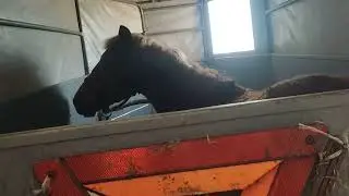 Купили жеребёнка в своё хозяйство