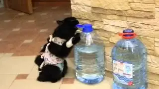 Моя кошка грызет бутылку