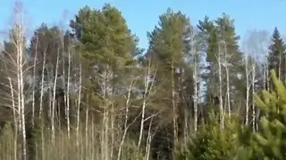 Алексей Медведев  Стояла чудная сосна