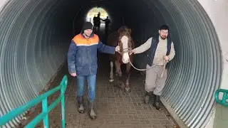 Ведём лошадей с соревнований
