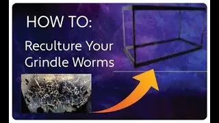 HOW TO: Reculture Grindle Worm Culture