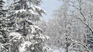 СНЕЖНЫЙ СТРИМ В СОЧИ