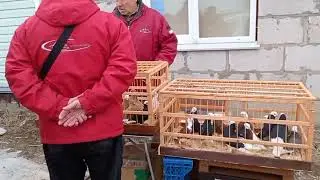 17.03.24  Птичий рынок г. Малоярославец