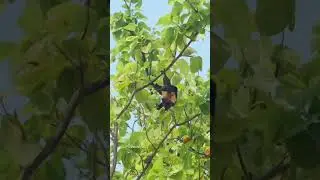 Вы только посмотрите на эту красоту! Летучая лисица на Мальдивах. 