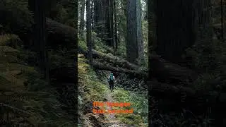 Lost and Found  #scary #creepy #dark #horrorstories #forest #creepypasta