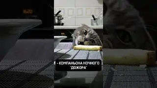 Что получают владельцы котов?