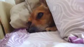 August 29 2016  Toby In Bed