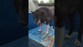 Канадский волк   гибрид  Пожирает сосиски