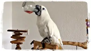 ПОПУГАЙ АЛКОГОЛИК и другие приколы с попугаями | Funny Parrots 