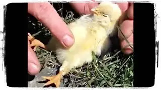 Милые Детеныши Животных (видео подборка) - Cute Baby Animals (video compilation) 