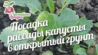 Посадка рассады капусты в открытый грунт #urozhainye_gryadki