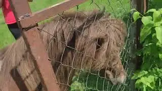 Привезли жеребёнка в своё хозяйство