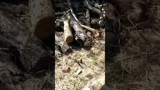 Аккумуляторная пила Гринворкс! Полное видео на канале!