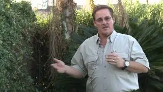 Home & Lawn Pest Control : How to Keep Dogs Out of Your Yard