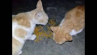 Makan malam sama anak