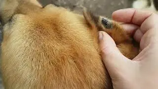 Раны от мух и слепней // How flies bite animals