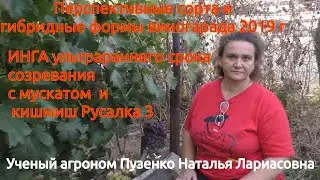 Виноград с мускатом, ультраранний 