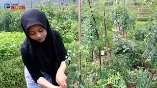 BUKAN CANTIK TAPI AYU | BUKAN ALAMNYA SAJA YANG INDAH TAPI GADIS DESANYA YANG MEMUKAU