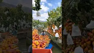 Here Comes Four Yummy Fruits 