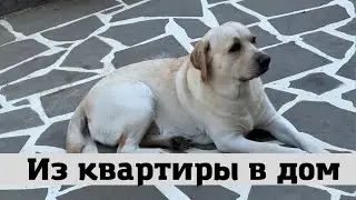 Лабрадор Бетти Переехала из Квартиры в Дом