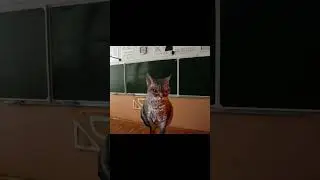 АХАХА #рекомендации #видео #глобальныерекомендации #мемныекоты #смешно #юмор #кот #топ #актив #котик