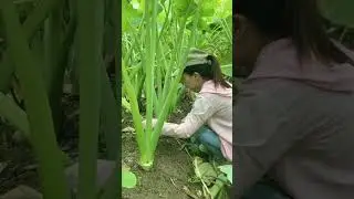Taro Farming 