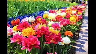 КОРОЛЕВСКИЙ парк  ТЮЛЬПАНОВ - Кёкенхоф Лиссе - НИДЕРЛАНДЫ.Keukenhof Holland